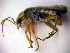  ( - BC ZSM COLA 00041)  @11 [ ] CreativeCommons - Attribution Non-Commercial Share-Alike (2010) Unspecified SNSB, Zoologische Staatssammlung Muenchen