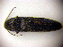  (Melanotus rufipes - BC ZSM COLA 00060)  @13 [ ] CreativeCommons - Attribution Non-Commercial Share-Alike (2010) Unspecified SNSB, Zoologische Staatssammlung Muenchen