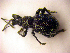  ( - BC ZSM COLA 00064)  @13 [ ] CreativeCommons - Attribution Non-Commercial Share-Alike (2010) Unspecified SNSB, Zoologische Staatssammlung Muenchen