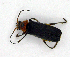  ( - BC ZSM COLA 00065)  @12 [ ] CreativeCommons - Attribution Non-Commercial Share-Alike (2010) Unspecified SNSB, Zoologische Staatssammlung Muenchen