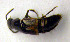  ( - BC ZSM COLA 00071)  @12 [ ] CreativeCommons - Attribution Non-Commercial Share-Alike (2010) Unspecified SNSB, Zoologische Staatssammlung Muenchen
