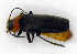  ( - BC ZSM COLA 00081)  @12 [ ] CreativeCommons - Attribution Non-Commercial Share-Alike (2010) Unspecified SNSB, Zoologische Staatssammlung Muenchen