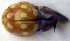  ( - BC ZSM COLA 00083)  @13 [ ] CreativeCommons - Attribution Non-Commercial Share-Alike (2010) Unspecified SNSB, Zoologische Staatssammlung Muenchen
