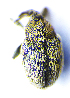  ( - BC ZSM COL 00860)  @11 [ ] CreativeCommons - Attribution Non-Commercial Share-Alike (2010) Unspecified SNSB, Zoologische Staatssammlung Muenchen