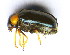  ( - BC ZSM COL 00878)  @13 [ ] CreativeCommons - Attribution Non-Commercial Share-Alike (2010) Unspecified SNSB, Zoologische Staatssammlung Muenchen
