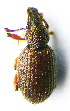  (Otiorhynchus veterator - BC ZSM COL 00908)  @11 [ ] CreativeCommons - Attribution Non-Commercial Share-Alike (2010) Unspecified SNSB, Zoologische Staatssammlung Muenchen