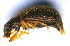  (Polydrusus pterygomalis - BC ZSM COL 00931)  @13 [ ] CreativeCommons - Attribution Non-Commercial Share-Alike (2010) Unspecified SNSB, Zoologische Staatssammlung Muenchen