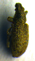  ( - BC ZSM COL 00977)  @12 [ ] CreativeCommons - Attribution Non-Commercial Share-Alike (2010) Unspecified SNSB, Zoologische Staatssammlung Muenchen