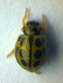  ( - BC ZSM COL 00988)  @12 [ ] CreativeCommons - Attribution Non-Commercial Share-Alike (2010) Unspecified SNSB, Zoologische Staatssammlung Muenchen