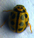 ( - BC ZSM COL 00989)  @12 [ ] CreativeCommons - Attribution Non-Commercial Share-Alike (2010) Unspecified SNSB, Zoologische Staatssammlung Muenchen