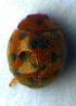  ( - BC ZSM COL 00995)  @11 [ ] CreativeCommons - Attribution Non-Commercial Share-Alike (2010) Unspecified SNSB, Zoologische Staatssammlung Muenchen