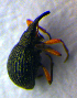  ( - BC ZSM COL 00996)  @12 [ ] CreativeCommons - Attribution Non-Commercial Share-Alike (2010) Unspecified SNSB, Zoologische Staatssammlung Muenchen