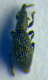  (Pseudostenapion - BC ZSM COL 01000)  @12 [ ] CreativeCommons - Attribution Non-Commercial Share-Alike (2010) Unspecified SNSB, Zoologische Staatssammlung Muenchen
