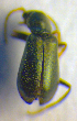  ( - BC ZSM COL 01002)  @12 [ ] CreativeCommons - Attribution Non-Commercial Share-Alike (2010) Unspecified SNSB, Zoologische Staatssammlung Muenchen