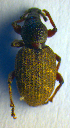  ( - BC ZSM COL 01016)  @12 [ ] CreativeCommons - Attribution Non-Commercial Share-Alike (2010) Unspecified SNSB, Zoologische Staatssammlung Muenchen