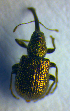  (Caenorhinus - BC ZSM COL 01026)  @12 [ ] CreativeCommons - Attribution Non-Commercial Share-Alike (2010) Unspecified SNSB, Zoologische Staatssammlung Muenchen