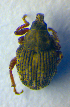 ( - BC ZSM COL 01038)  @12 [ ] CreativeCommons - Attribution Non-Commercial Share-Alike (2010) Unspecified SNSB, Zoologische Staatssammlung Muenchen