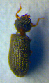  ( - BC ZSM COL 01040)  @11 [ ] CreativeCommons - Attribution Non-Commercial Share-Alike (2010) Unspecified SNSB, Zoologische Staatssammlung Muenchen