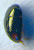  ( - BC ZSM COL 01045)  @12 [ ] CreativeCommons - Attribution Non-Commercial Share-Alike (2010) Unspecified SNSB, Zoologische Staatssammlung Muenchen