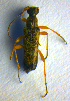  (Grammoptera ustulata - BC ZSM COL 01062)  @14 [ ] CreativeCommons - Attribution Non-Commercial Share-Alike (2010) Stefan Schmidt SNSB, Zoologische Staatssammlung Muenchen