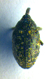  (Larinus beckeri - BC ZSM COL 01071)  @13 [ ] CreativeCommons - Attribution Non-Commercial Share-Alike (2010) Stefan Schmidt SNSB, Zoologische Staatssammlung Muenchen