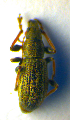  ( - BC ZSM COL 01107)  @12 [ ] CreativeCommons - Attribution Non-Commercial Share-Alike (2010) Stefan Schmidt SNSB, Zoologische Staatssammlung Muenchen