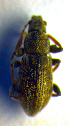  ( - BC ZSM COL 01108)  @12 [ ] CreativeCommons - Attribution Non-Commercial Share-Alike (2010) Stefan Schmidt SNSB, Zoologische Staatssammlung Muenchen