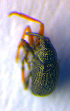  ( - BC ZSM COL 01113)  @12 [ ] CreativeCommons - Attribution Non-Commercial Share-Alike (2010) Stefan Schmidt SNSB, Zoologische Staatssammlung Muenchen