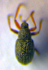  ( - BC ZSM COL 01114)  @12 [ ] CreativeCommons - Attribution Non-Commercial Share-Alike (2010) Stefan Schmidt SNSB, Zoologische Staatssammlung Muenchen