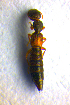  ( - BC ZSM COL 01118)  @12 [ ] CreativeCommons - Attribution Non-Commercial Share-Alike (2010) Stefan Schmidt SNSB, Zoologische Staatssammlung Muenchen