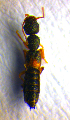  ( - BC ZSM COL 01119)  @12 [ ] CreativeCommons - Attribution Non-Commercial Share-Alike (2010) Stefan Schmidt SNSB, Zoologische Staatssammlung Muenchen