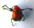  ( - BC ZSM COL 01122)  @12 [ ] CreativeCommons - Attribution Non-Commercial Share-Alike (2010) Stefan Schmidt SNSB, Zoologische Staatssammlung Muenchen