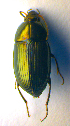  ( - BC ZSM COL 01126)  @13 [ ] CreativeCommons - Attribution Non-Commercial Share-Alike (2010) Stefan Schmidt SNSB, Zoologische Staatssammlung Muenchen
