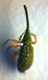  ( - BC ZSM COL 01135)  @12 [ ] CreativeCommons - Attribution Non-Commercial Share-Alike (2010) Stefan Schmidt SNSB, Zoologische Staatssammlung Muenchen