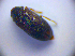 ( - BC ZSM COL 01240)  @12 [ ] CreativeCommons - Attribution Non-Commercial Share-Alike (2010) Stefan Schmidt SNSB, Zoologische Staatssammlung Muenchen