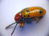  ( - BC ZSM COL 01242)  @12 [ ] CreativeCommons - Attribution Non-Commercial Share-Alike (2010) Stefan Schmidt SNSB, Zoologische Staatssammlung Muenchen