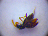  ( - BC ZSM COL 01263)  @12 [ ] CreativeCommons - Attribution Non-Commercial Share-Alike (2010) Stefan Schmidt SNSB, Zoologische Staatssammlung Muenchen