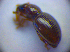  (Exomias araneiformis - BC ZSM COL 01268)  @13 [ ] CreativeCommons - Attribution Non-Commercial Share-Alike (2010) Stefan Schmidt SNSB, Zoologische Staatssammlung Muenchen