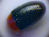  ( - BC ZSM COL 01272)  @13 [ ] CreativeCommons - Attribution Non-Commercial Share-Alike (2010) Stefan Schmidt SNSB, Zoologische Staatssammlung Muenchen
