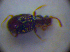  (Scydmoraphes helvolus - BC ZSM COL 01280)  @12 [ ] CreativeCommons - Attribution Non-Commercial Share-Alike (2010) Stefan Schmidt SNSB, Zoologische Staatssammlung Muenchen