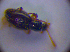  ( - BC ZSM COL 01281)  @12 [ ] CreativeCommons - Attribution Non-Commercial Share-Alike (2010) Stefan Schmidt SNSB, Zoologische Staatssammlung Muenchen