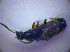  ( - BC ZSM COL 01304)  @12 [ ] CreativeCommons - Attribution Non-Commercial Share-Alike (2010) Stefan Schmidt SNSB, Zoologische Staatssammlung Muenchen