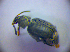  ( - BC ZSM COL 01337)  @13 [ ] CreativeCommons - Attribution Non-Commercial Share-Alike (2010) Stefan Schmidt SNSB, Zoologische Staatssammlung Muenchen