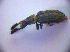  (Orthocerus - BC ZSM COL 01406)  @14 [ ] CreativeCommons - Attribution Non-Commercial Share-Alike (2010) Stefan Schmidt SNSB, Zoologische Staatssammlung Muenchen