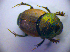  ( - BC ZSM COL 01416)  @11 [ ] CreativeCommons - Attribution Non-Commercial Share-Alike (2010) Stefan Schmidt SNSB, Zoologische Staatssammlung Muenchen