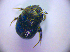  ( - BC ZSM COL 01423)  @12 [ ] CreativeCommons - Attribution Non-Commercial Share-Alike (2010) Stefan Schmidt SNSB, Zoologische Staatssammlung Muenchen
