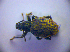  ( - BC ZSM COL 01436)  @13 [ ] CreativeCommons - Attribution Non-Commercial Share-Alike (2010) Stefan Schmidt SNSB, Zoologische Staatssammlung Muenchen