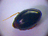  (Scaphisoma assimile - BC ZSM COL 01529)  @11 [ ] CreativeCommons - Attribution Non-Commercial Share-Alike (2010) Stefan Schmidt SNSB, Zoologische Staatssammlung Muenchen