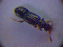  ( - BC ZSM COL 01544)  @12 [ ] CreativeCommons - Attribution Non-Commercial Share-Alike (2010) Stefan Schmidt SNSB, Zoologische Staatssammlung Muenchen