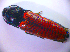 ( - BC ZSM COL 01559)  @13 [ ] CreativeCommons - Attribution Non-Commercial Share-Alike (2010) Stefan Schmidt SNSB, Zoologische Staatssammlung Muenchen